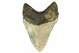 Huge, Fossil Megalodon Tooth - North Carolina #146782-2